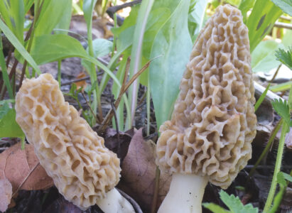 Foraging Morel Mushrooms Image